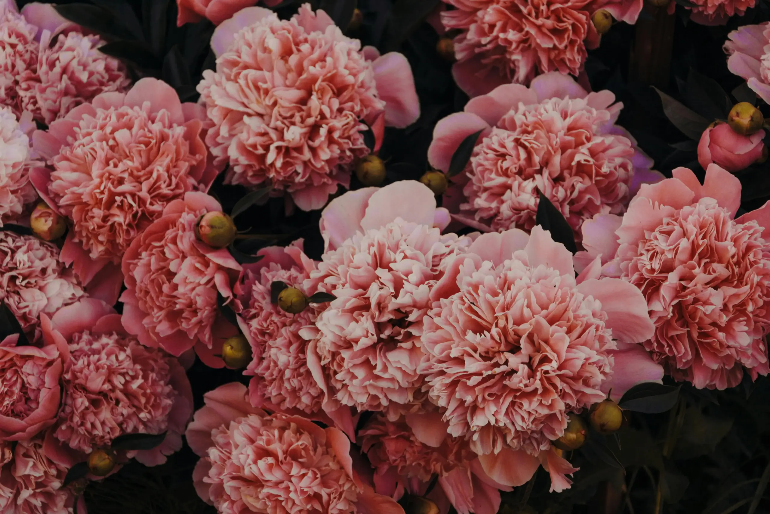 Cultivo-de-Claveles